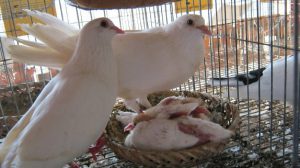 Hé lộ cách làm ra tiền tại nhà đằng sau những câu chuyện thành công