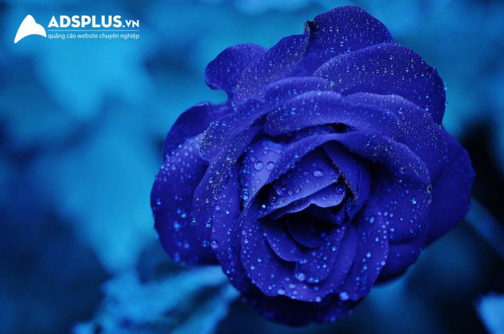 quà valentine 1