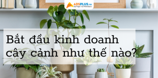 Làm thế nào để bắt đầu buôn bán cây cảnh hiệu quả? buôn bán cây cảnh