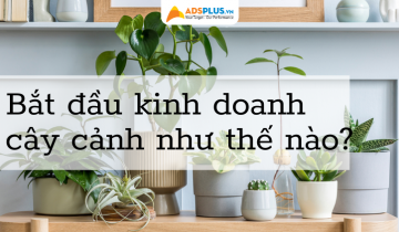 Làm thế nào để bắt đầu buôn bán cây cảnh hiệu quả? buôn bán cây cảnh