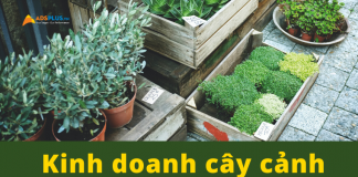 Cách kiếm lời nhanh nhất trong kinh doanh cây cảnh kinh doanh cây cảnh