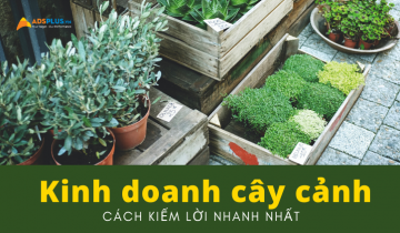 Cách kiếm lời nhanh nhất trong kinh doanh cây cảnh kinh doanh cây cảnh