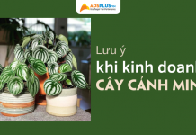 Lưu ý khi bắt đầu cho các nhà kinh doanh cây cảnh mini kinh doanh cây cảnh mini