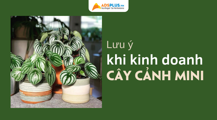 kinh doanh cây cảnh mini