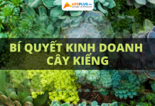 Bí quyết kinh doanh cây kiểng thành công kinh doanh cây kiểng