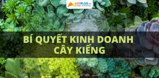 Bí quyết kinh doanh cây kiểng thành công kinh doanh cây kiểng