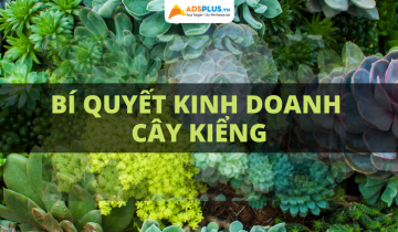 Bí quyết kinh doanh cây kiểng thành công kinh doanh cây kiểng