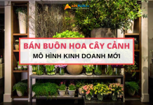 Mô hình kinh doanh mới được ưa chuộng – bán buôn hoa cây cảnh bán buôn hoa cây cảnh