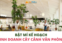 Bật mí kế hoạch kinh doanh cây cảnh văn phòng kinh doanh cây cảnh văn phòng